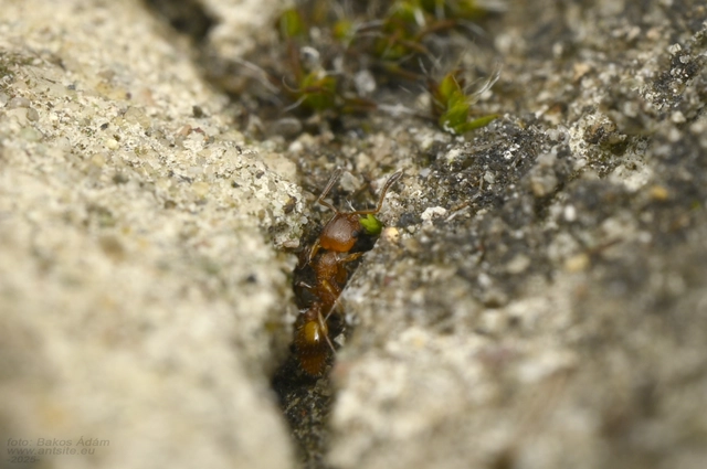 Temnothorax unifasciatus - gyűrűs kéreghangya