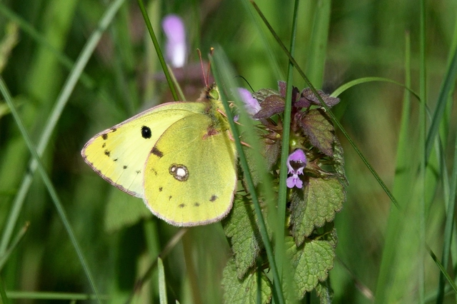 Colias alfacariensis - déli kéneslepke