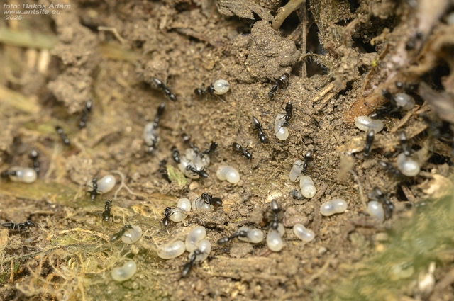 Tapinoma subboreale - ligeti kóborhangya