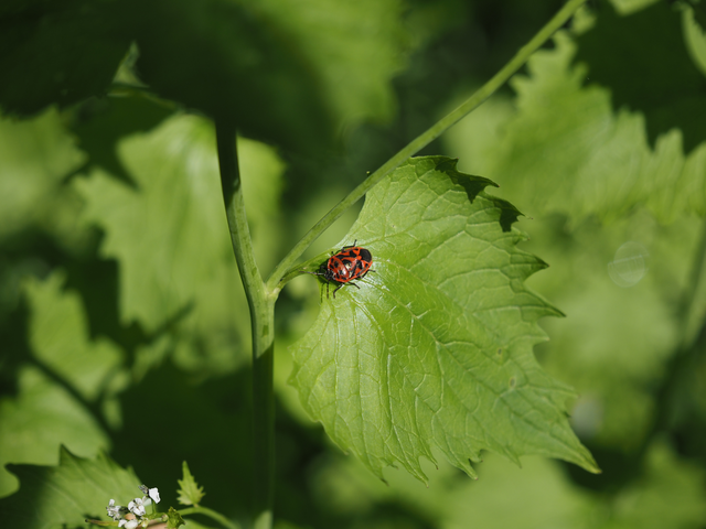 Eurydema ornata - díszespoloska