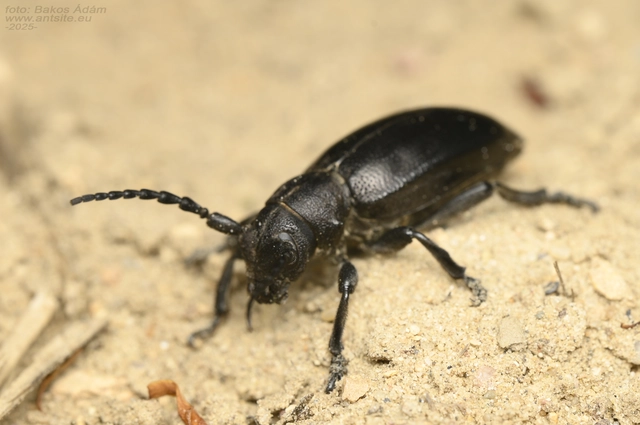 Dorcadion aethiops - fekete gyalogcincér