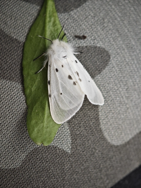 Diaphora mendica - felemás medvelepke