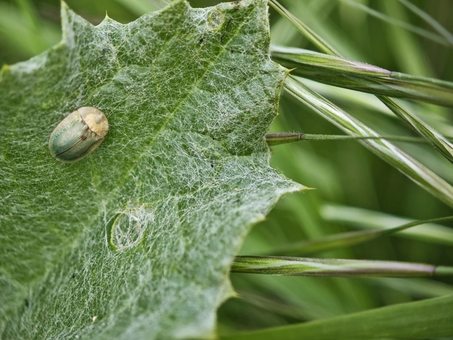 Cassida rubiginosa - lapos pajzsbogár Cassida rubiginosa - lapos pajzsbogár