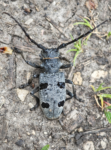 Morimus asper funereus - gyászcincér