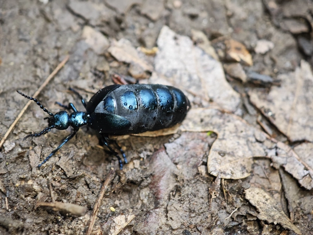 Meloe violaceus - kék nünüke