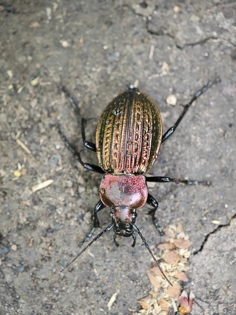 Carabus ulrichii - rezes futrinka Carabus ulrichii - rezes futrinka
