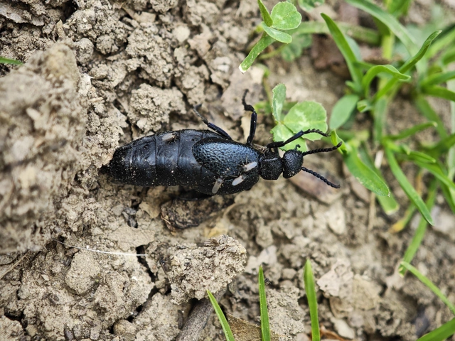 Meloe cicatricosus - óriásnünüke