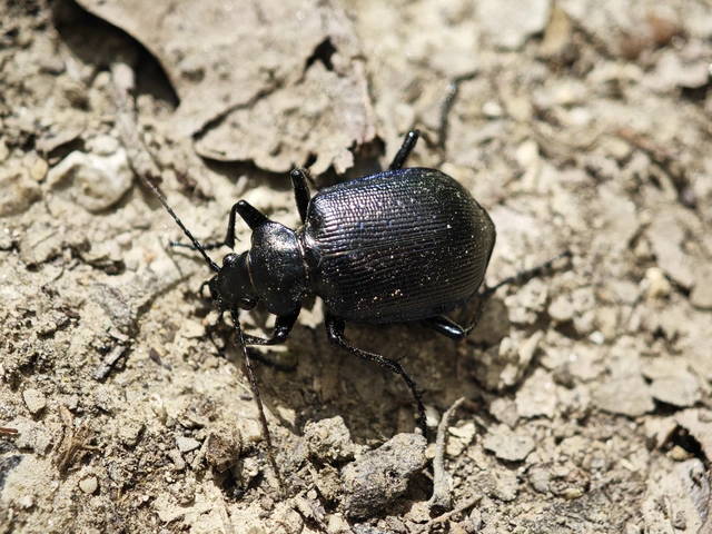 Calosoma inquisitor - kis bábrabló