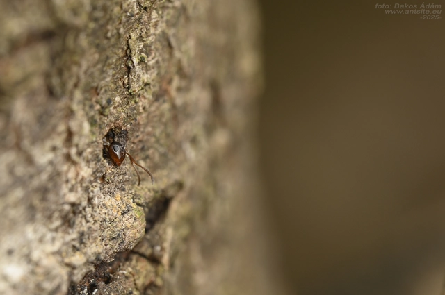 Colobopsis truncata - kapushangya