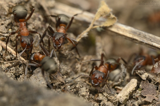 Formica sanguinea - vérvörös rablóhangya