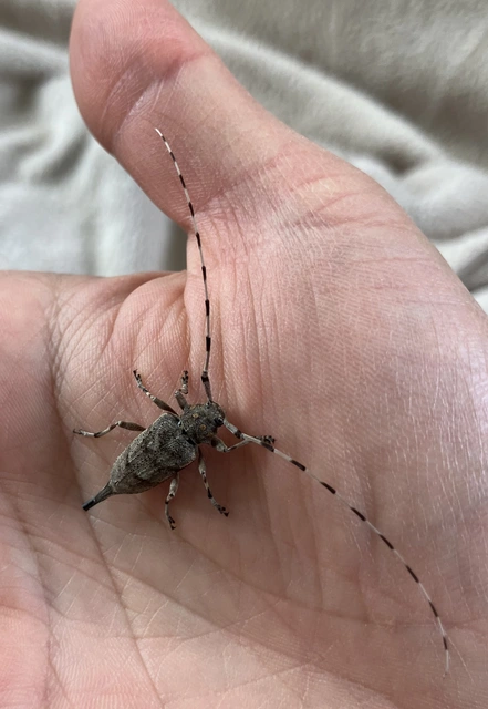 Acanthocinus aedilis - nagy daliáscincér