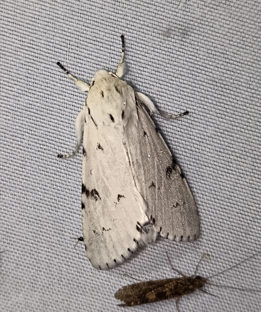 Acronicta leporina - fehér szigonyosbagoly