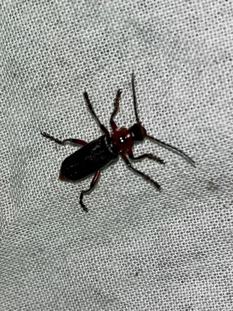 Cantharis rustica - suszterbogár