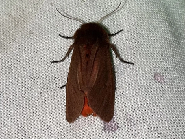 Phragmatobia fuliginosa - füstös medvelepke