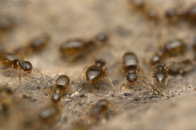 Plagiolepis pygmaea - lapos törpehangya