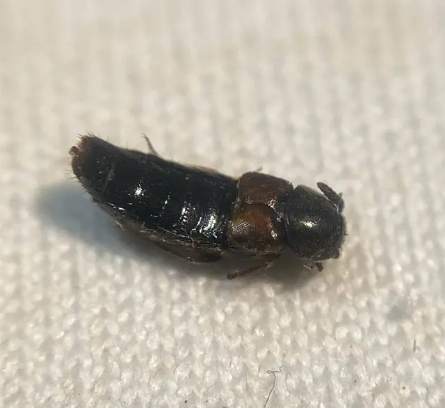 Aleochara curtula - nagy fürkészholyva