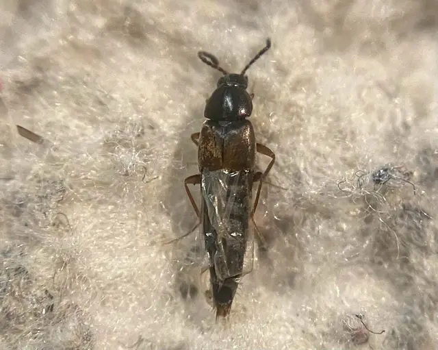 Oxypoda longipes - hosszúlábú pudvaholyva