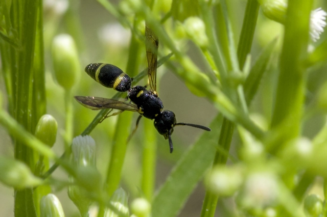Stenodynerus chevrieranus