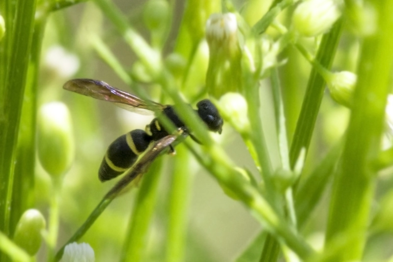 Stenodynerus chevrieranus