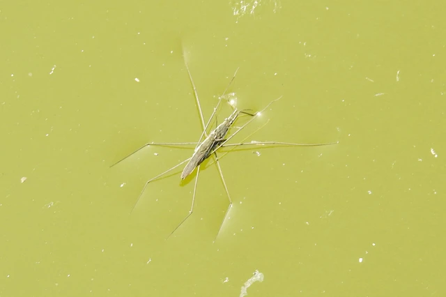 Gerridae - molnárpoloskák