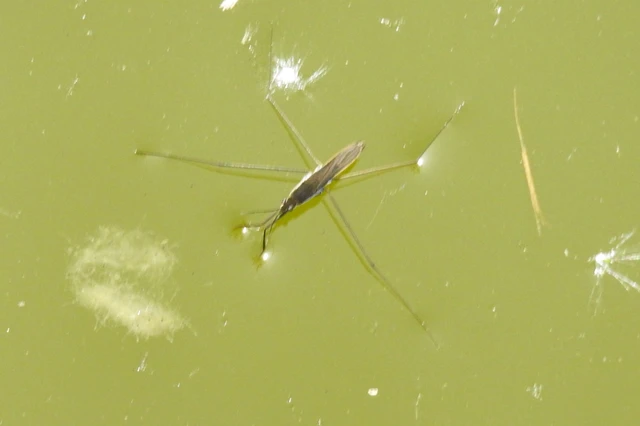 Gerridae - molnárpoloskák