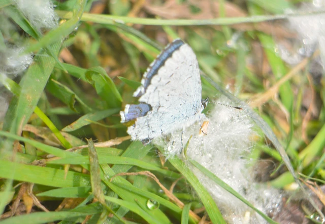 Celastrina argiolus - bengeboglárka