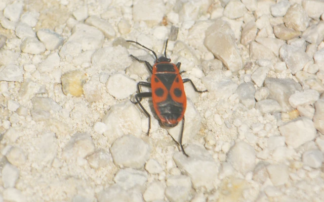Pyrrhocoris apterus - verőköltő poloska