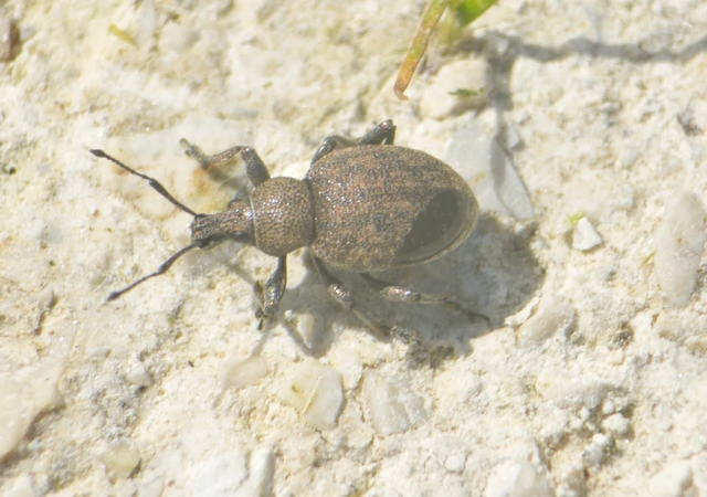 Otiorhynchus ligustici - vincellér-gyalogormányos