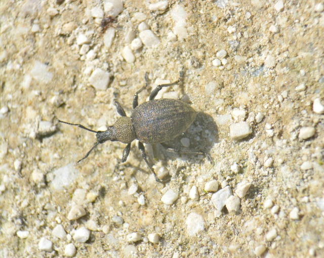 Otiorhynchus ligustici - vincellér-gyalogormányos