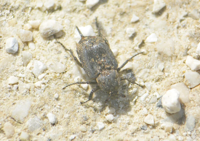 Valgus hemipterus - suta virágbogár