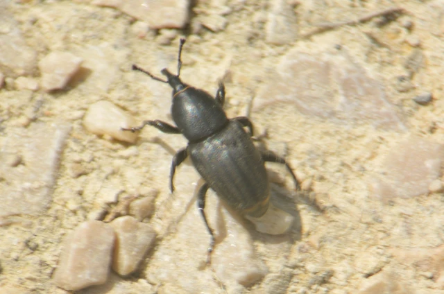 Sphenophorus