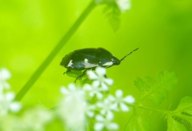 Tritomegas sexmaculatus - hatfoltos földipoloska
