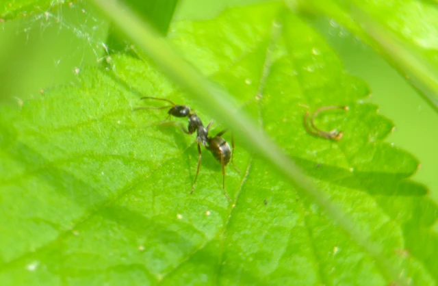 Formica fusca - kormos rabszolgahangya