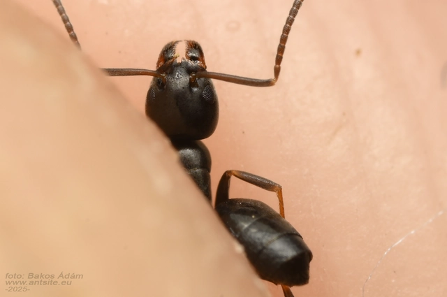 Tapinoma erraticum - kóborhangya