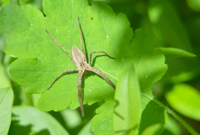 Pisaura mirabilis - csodáspók