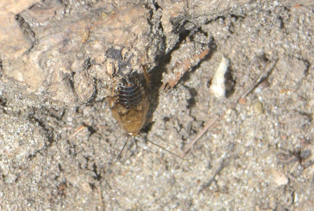 Blattodea - Csótányok