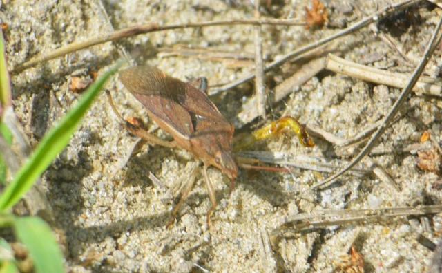 Ceraleptus