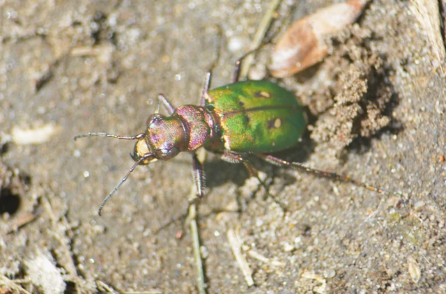 Cicindela campestris - mezei homokfutrinka