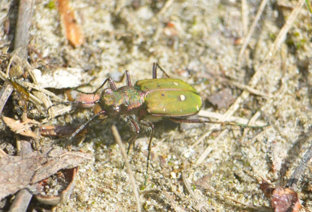 Cicindela campestris - mezei homokfutrinka