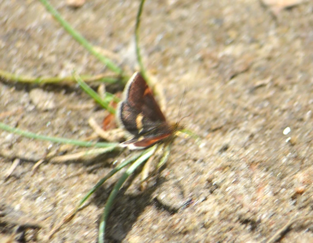 Pyrausta obfuscata - félholdas kormosmoly