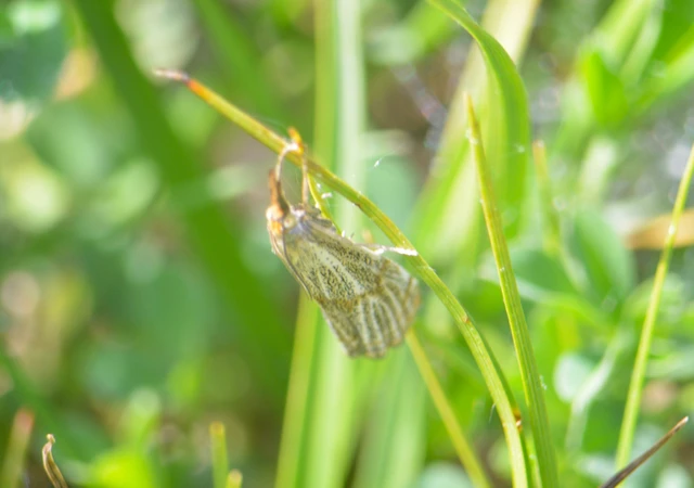 Thisanotia chrysonuchella - tavaszi fűgyökérmoly