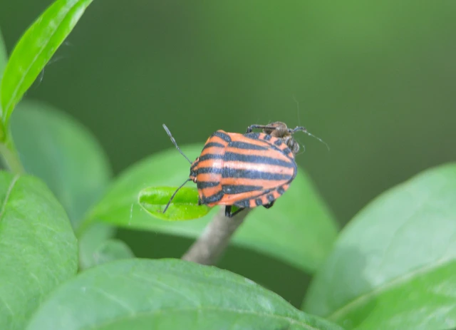 Graphosoma italicum - csíkos pajzsospoloska