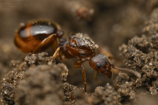Aphaenogaster subterranea - vörös karcsúhangya