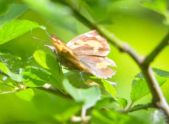 Libythea celtis - csőröslepke