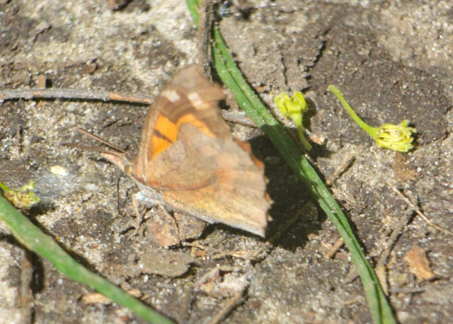 Libythea celtis - csőröslepke