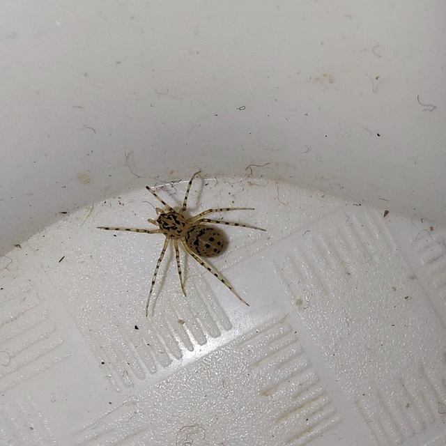 Scytodes thoracica - közönséges csupaszpók