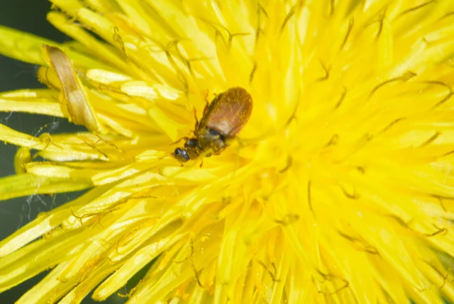 Byturus ochraceus - gyömbérgyökérbogár