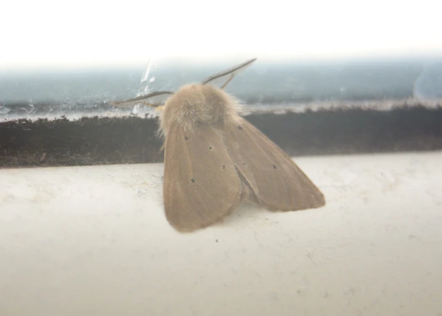Diaphora mendica - felemás medvelepke