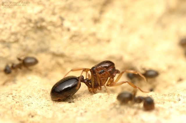 Aphaenogaster subterranea - vörös karcsúhangya