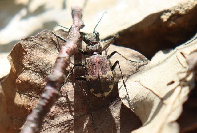 Cicindela sylvicola - erdei homokfutrinka